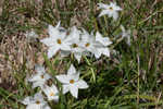 Star-of-Bethlehem <BR>Springstar